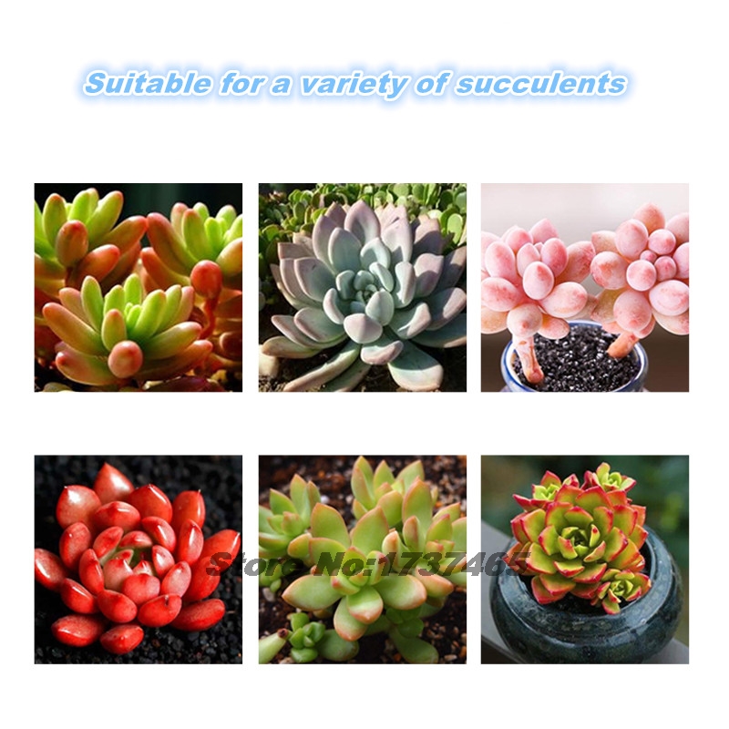 130g Special Controlled Releas - Bonsai Soil Akadama ulasan dan harga