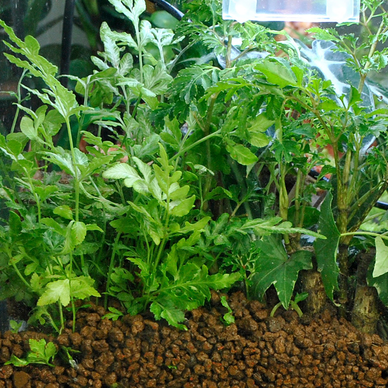 WAJABABY Akadama Soil - Natura - Bonsai Soil Akadama ulasan dan harga